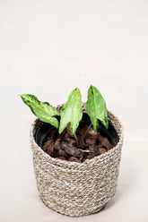 Hapaline celatrix "tricolor form"